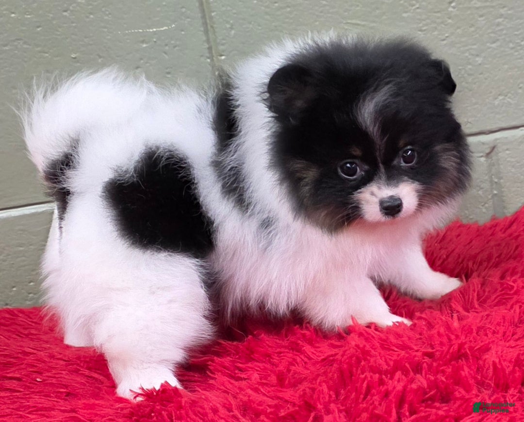 Pomeranian dogs for sale: Pomeranian Puppy 1 - Ad 3