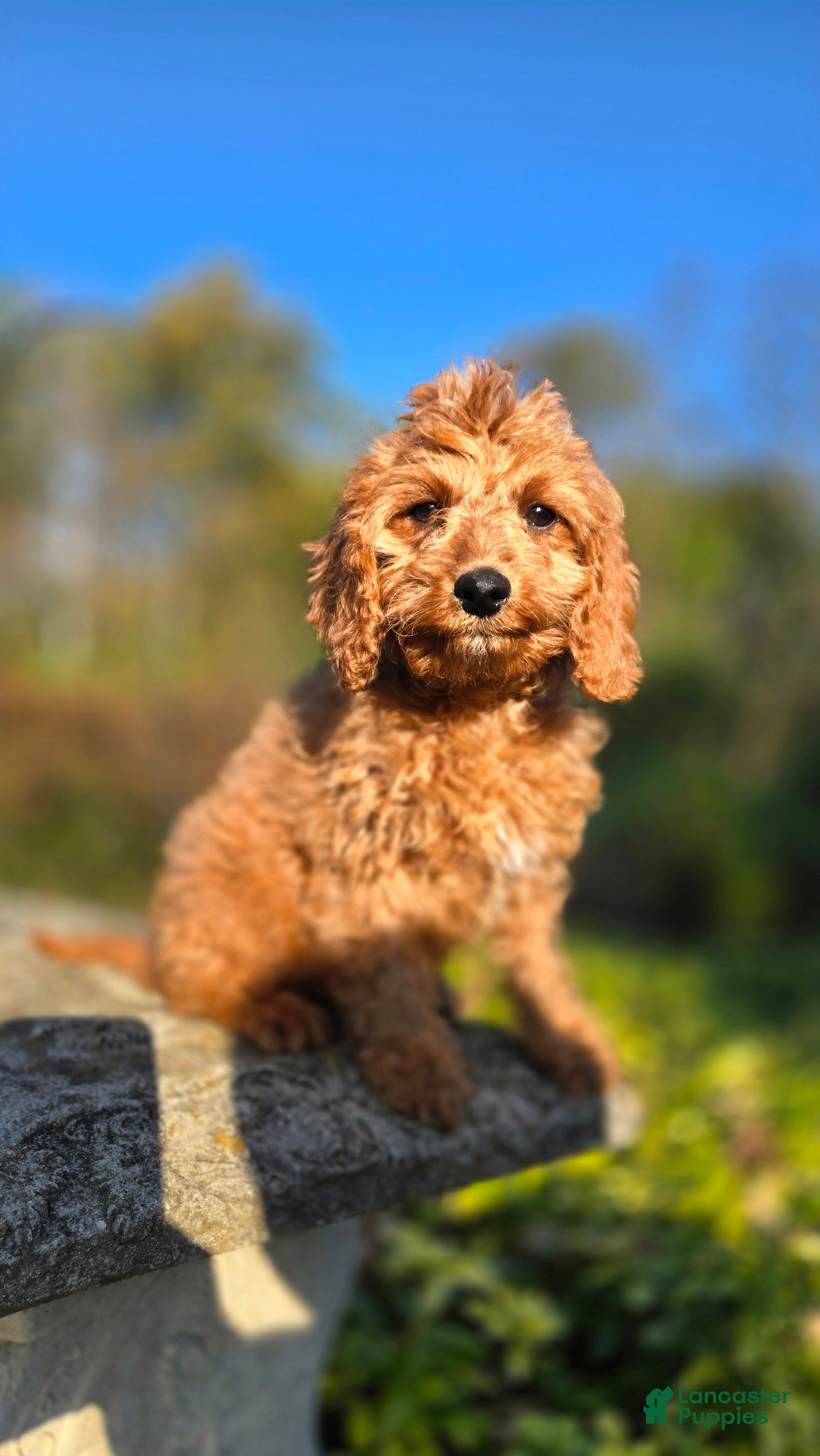 Cavapoo dogs for sale: Kyle - Ad 1