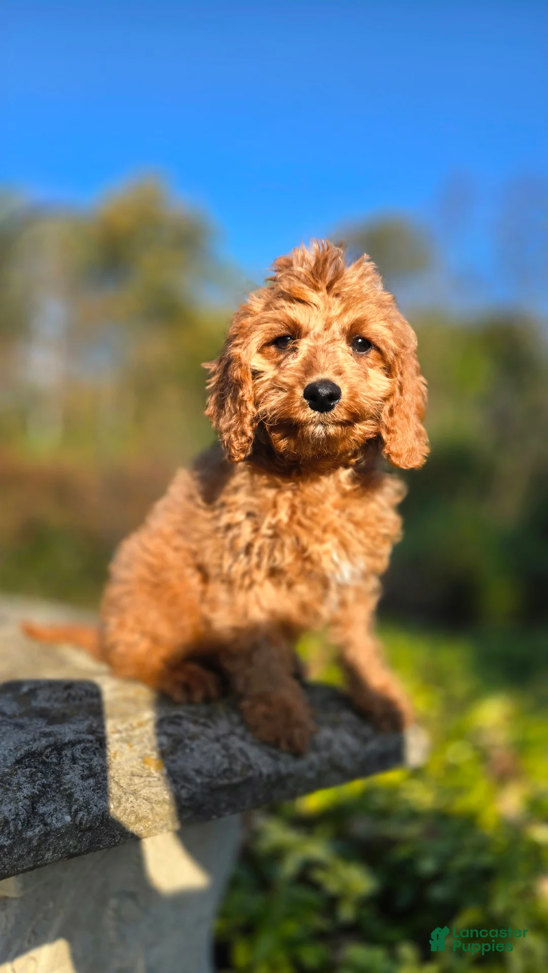 Cavapoo dogs for sale: Kyle - Ad 1