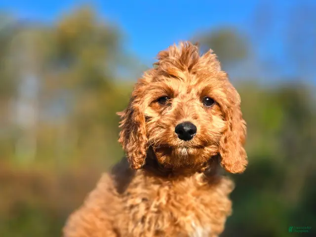 Cavapoo dogs for sale: Kyle - Ad 1