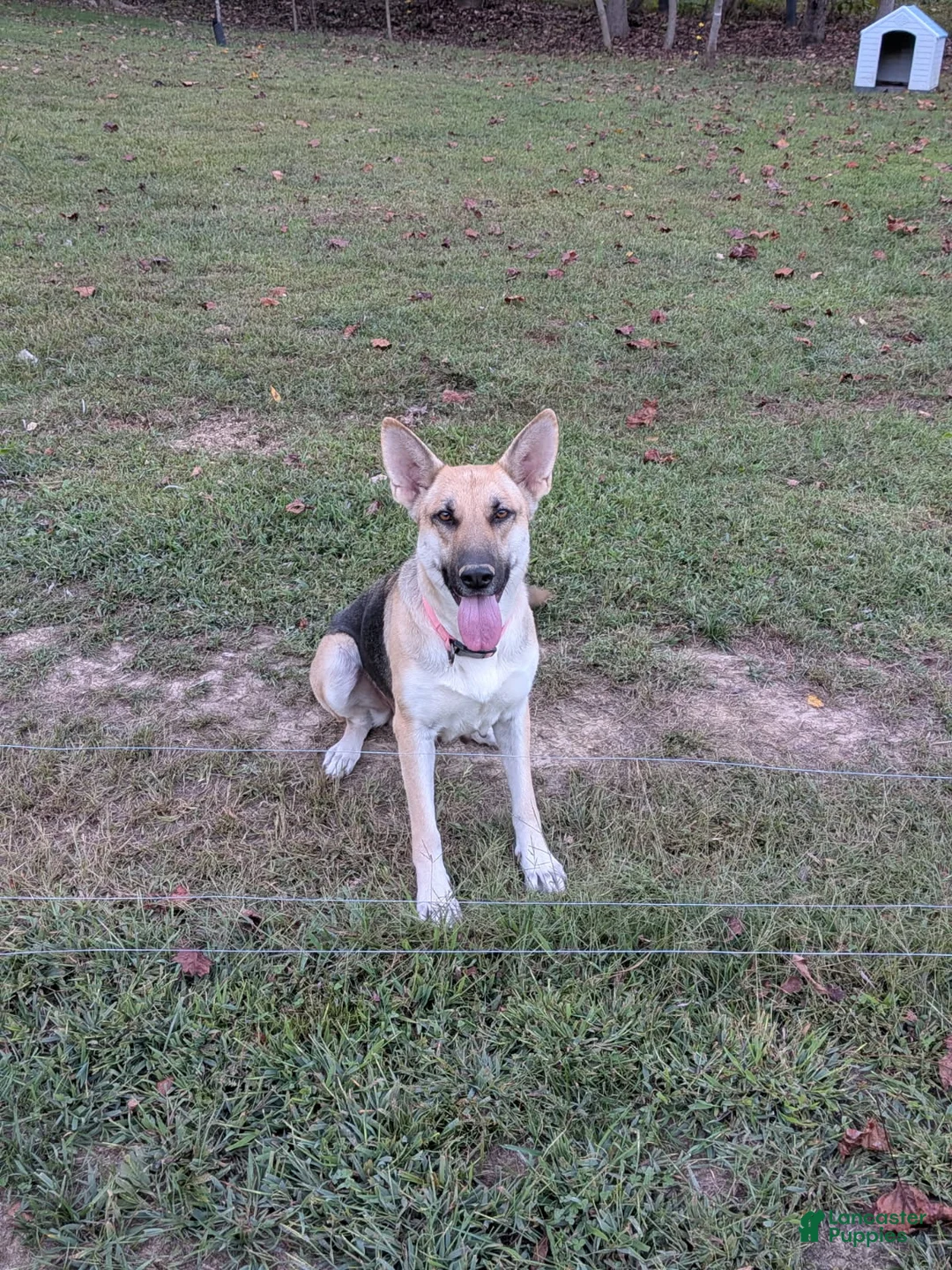 German Shepherd dogs for sale: German Shepherd Puppy 5 - Ad 2