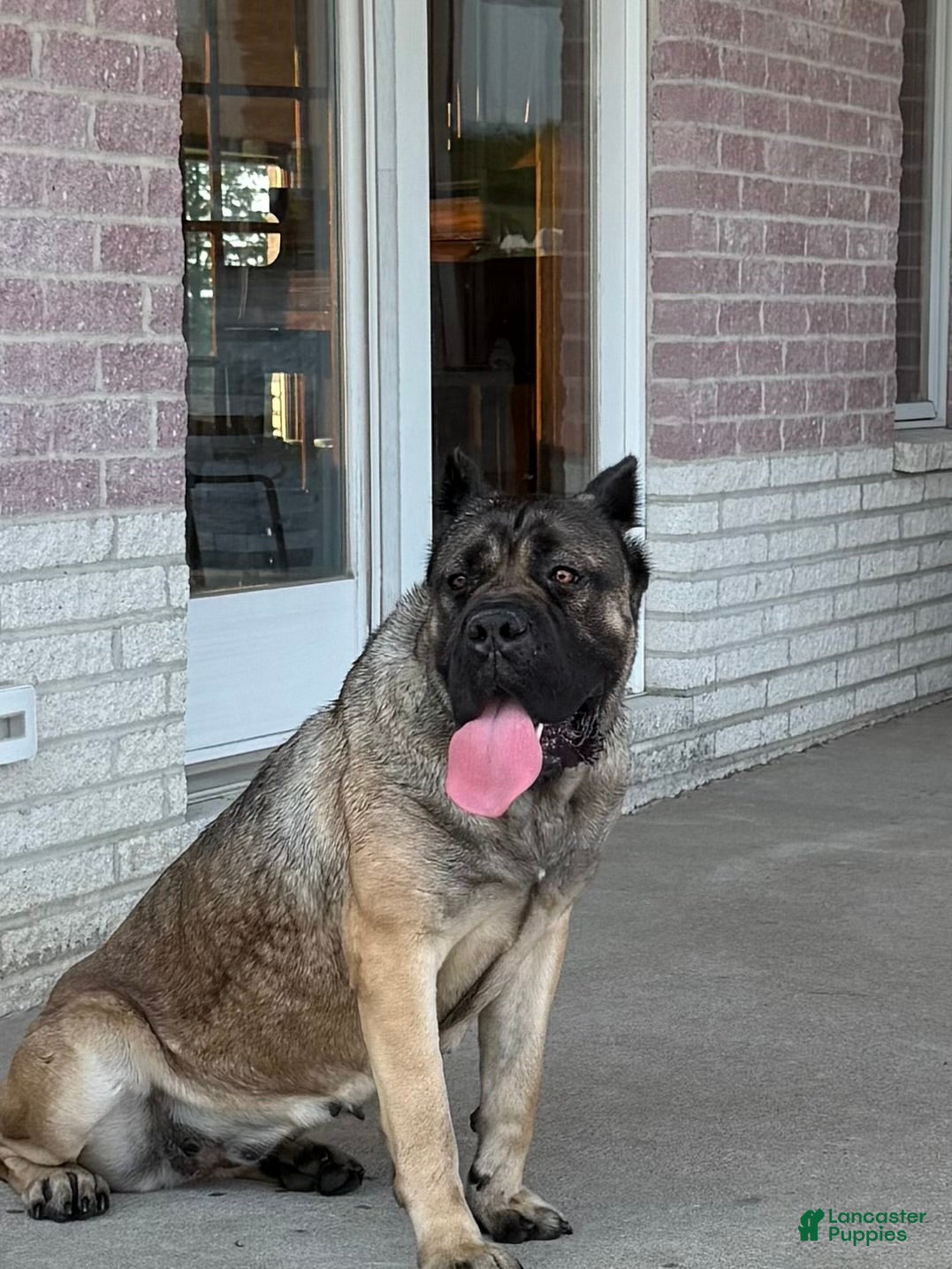 Cane Corso dogs Cane Corso Puppy 5 - Ad 39