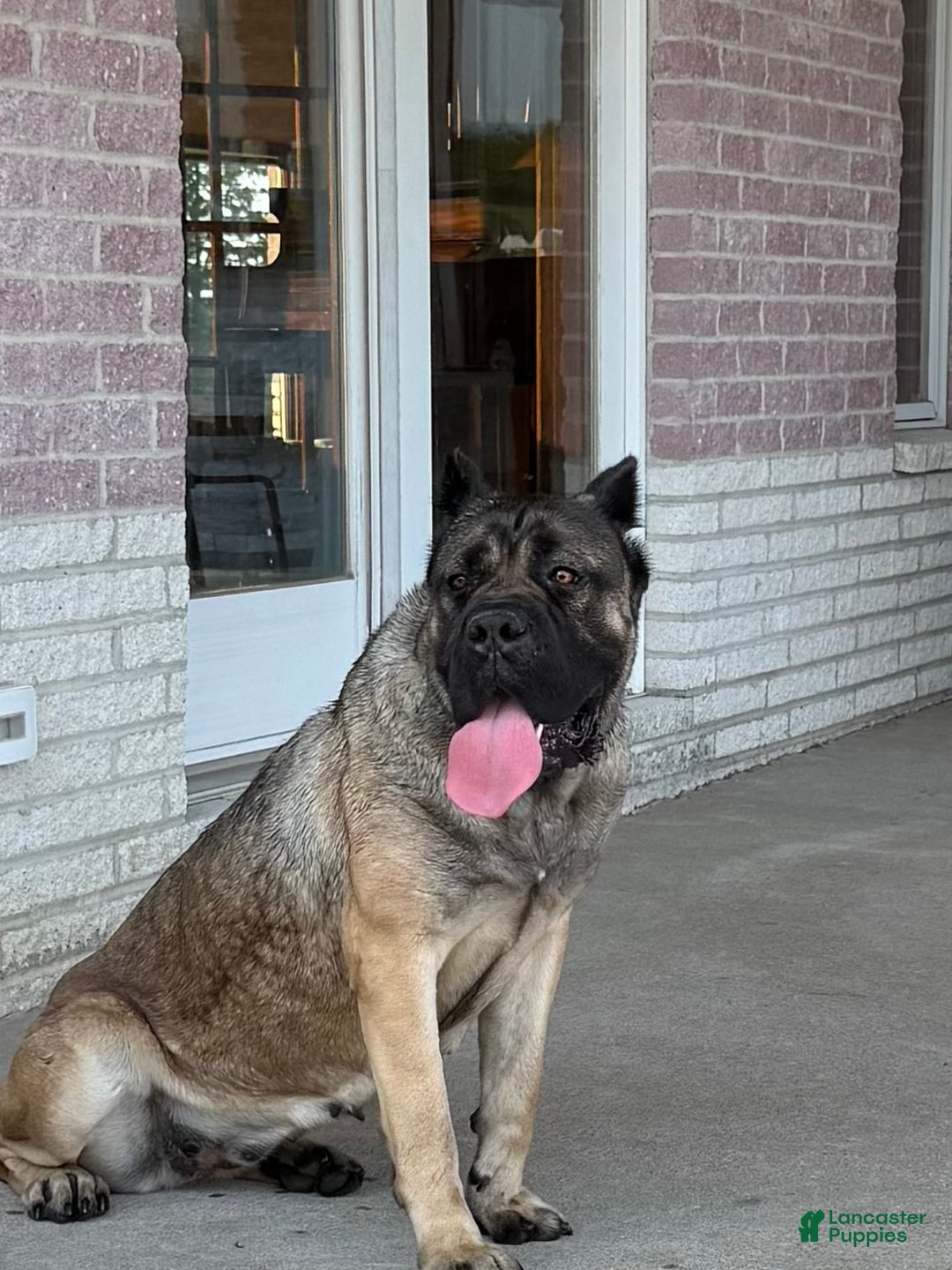 Cane Corso dogs for sale: Cane Corso Puppy 2 zina - Ad 2