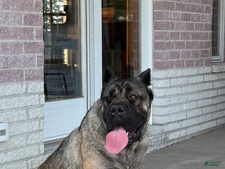 Cane Corso dogs Cane Corso Puppy 5 - Ad 33