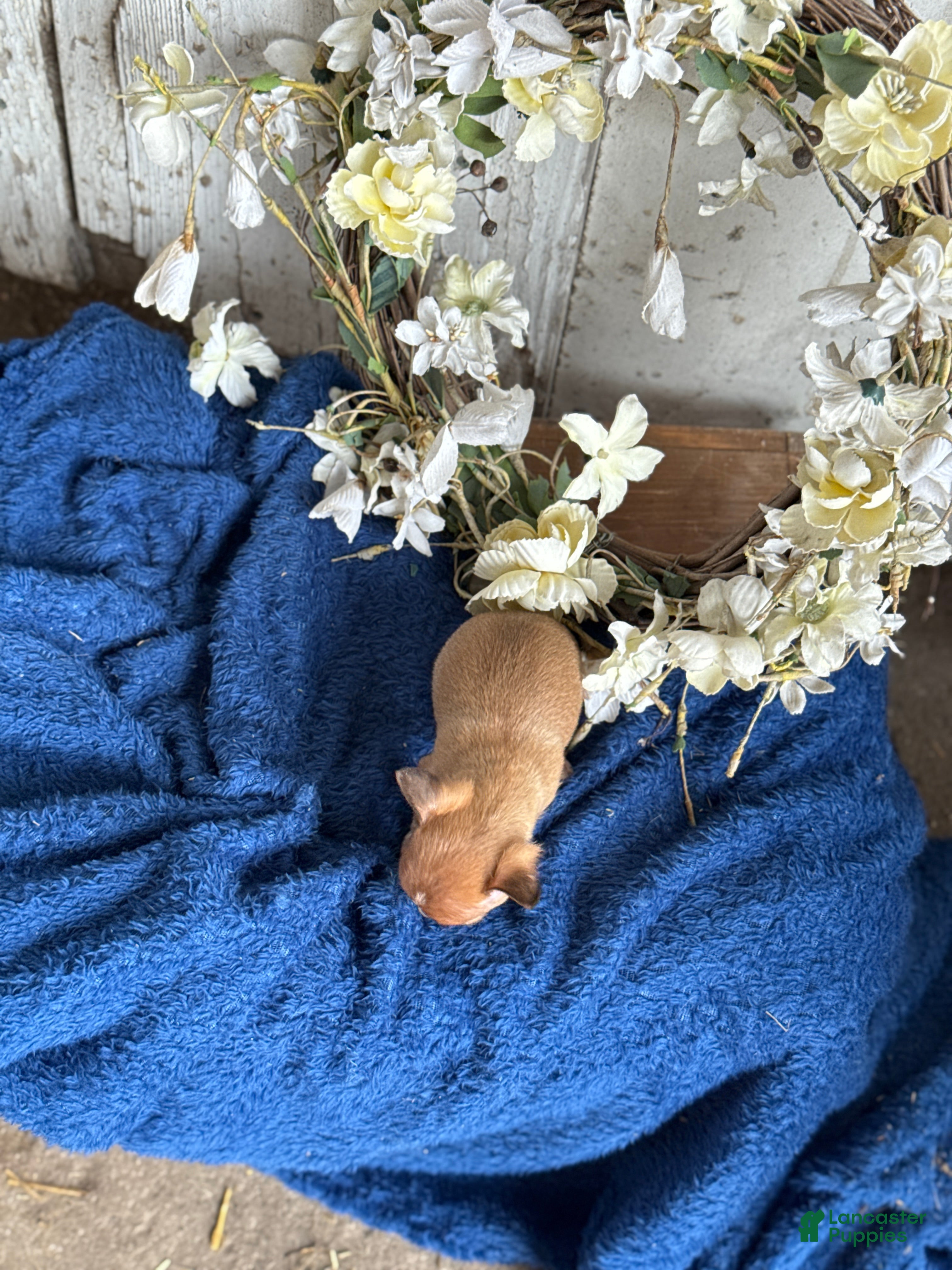 Chihuahua dogs River - Ad 2