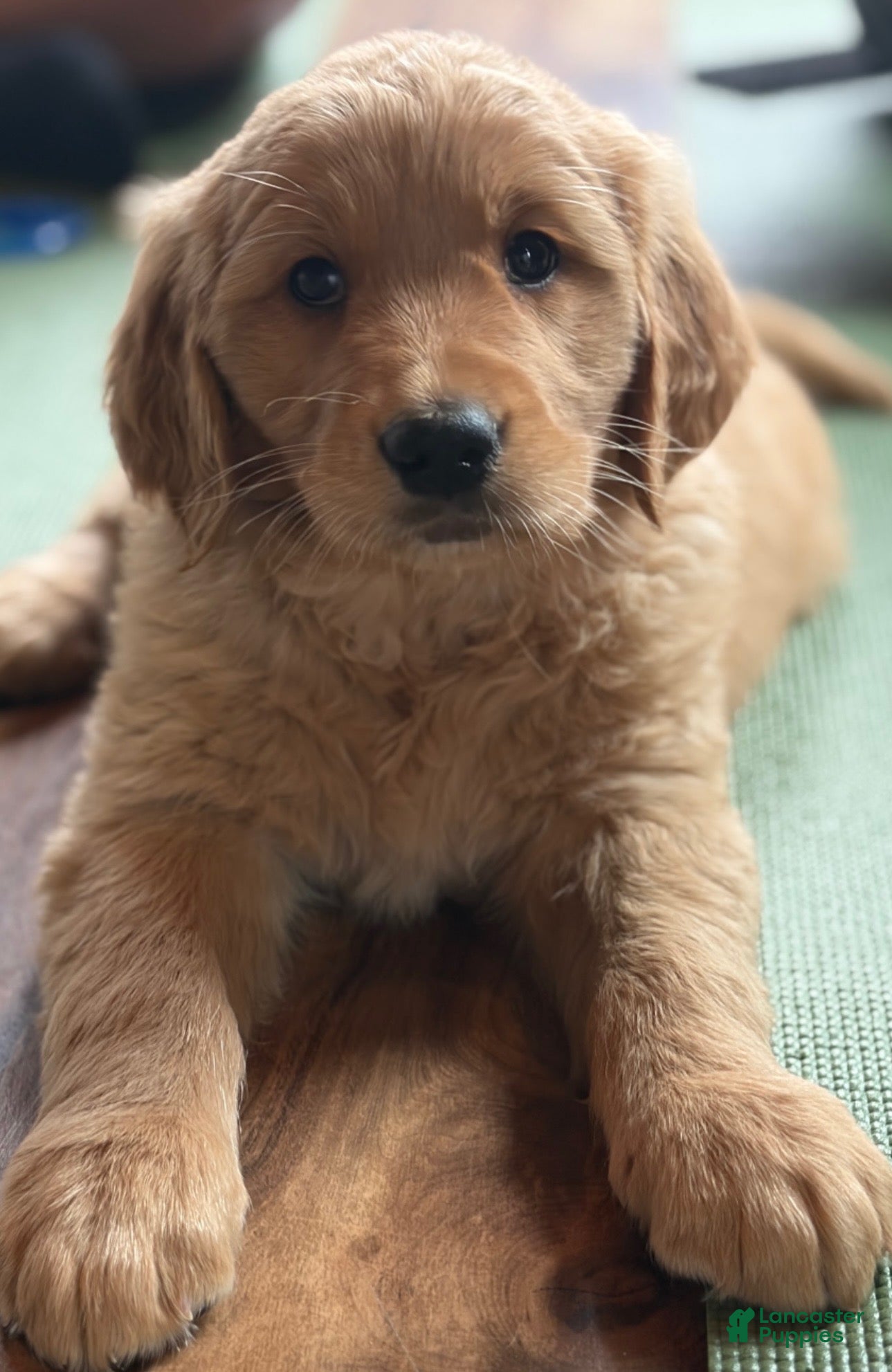 Golden Retriever dogs Ms. Heart Throb - Ad 4