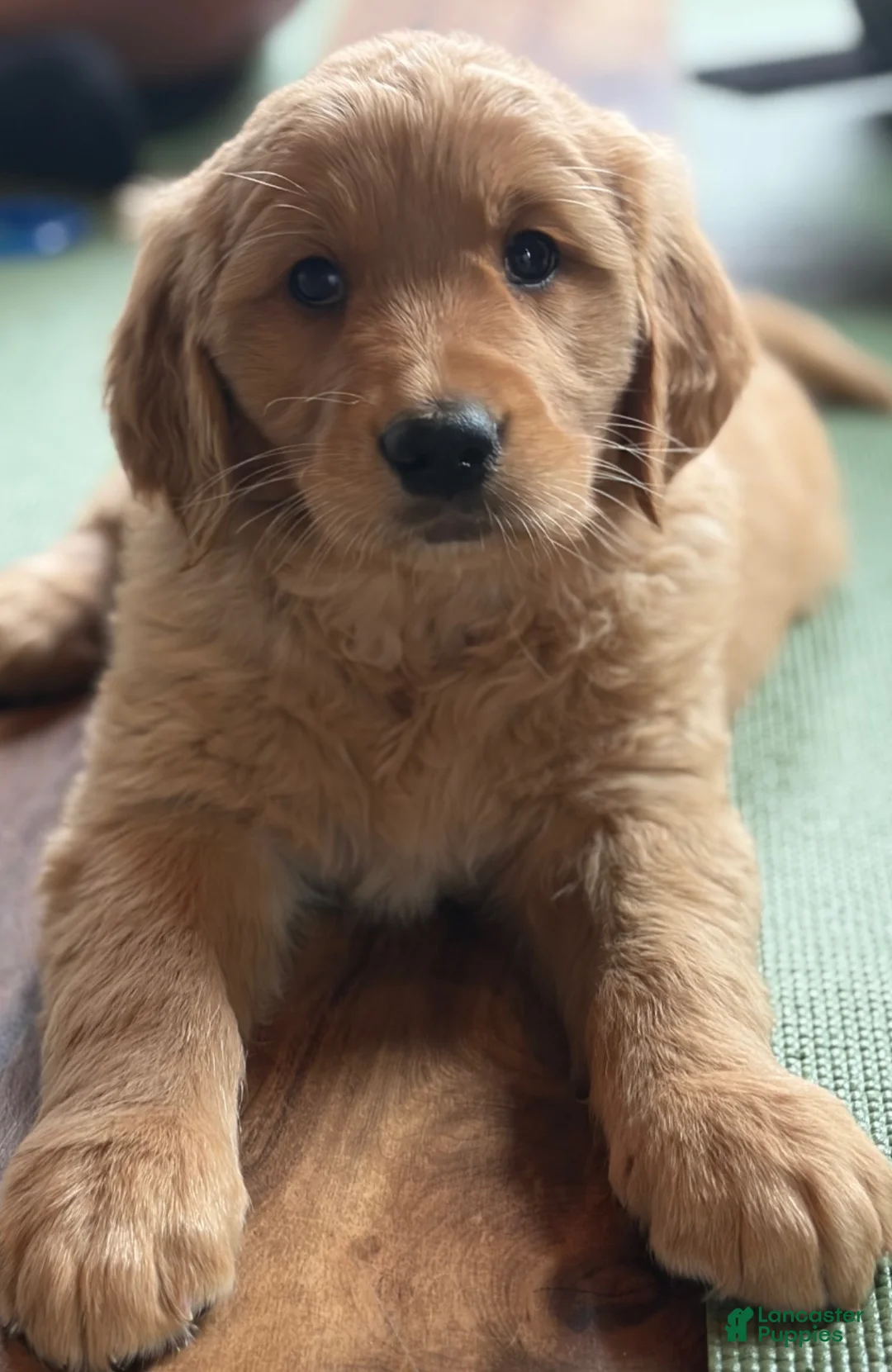 Golden Retriever dogs for sale: Ms. Heart Throb - Ad 1