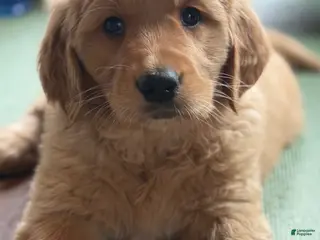 Golden Retriever dogs Ms. Heart Throb - Ad 4