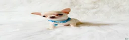 Chihuahua dogs for sale: Louie - Ad 3