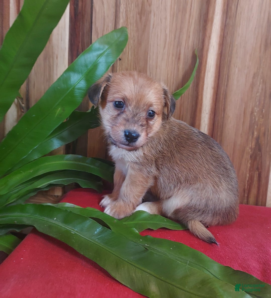 Jackapoo dogs for sale: Percy - Ad 6