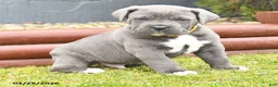 Cane Corso dogs for sale: Heath  - Ad 2
