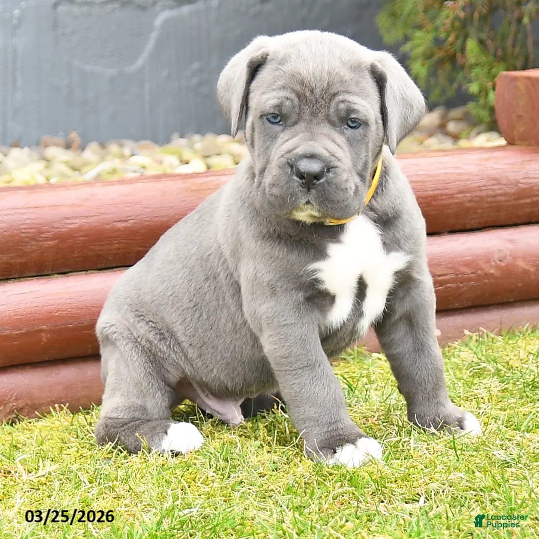Cane Corso dogs for sale: Heath  - Ad 2