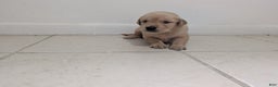 Golden Retriever dogs for sale: Max - Ad 16