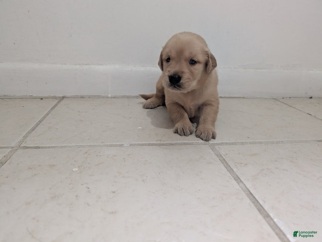 Golden Retriever dogs for sale: Max - Ad 16