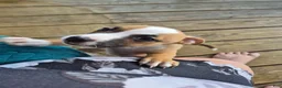 Mixed Breed dogs for sale: Benelli - Ad 6