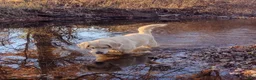 Golden Retriever dogs for sale: Bella - Ad 7
