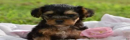Yorkiepoo dogs for sale: Yorkiepoo 5 - Ad 3