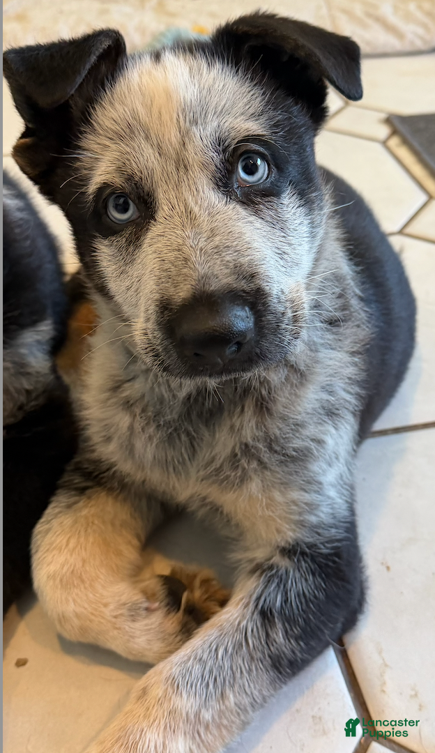 German Shepherd dogs Chica - German Shepherd Puppy  - Ad 10