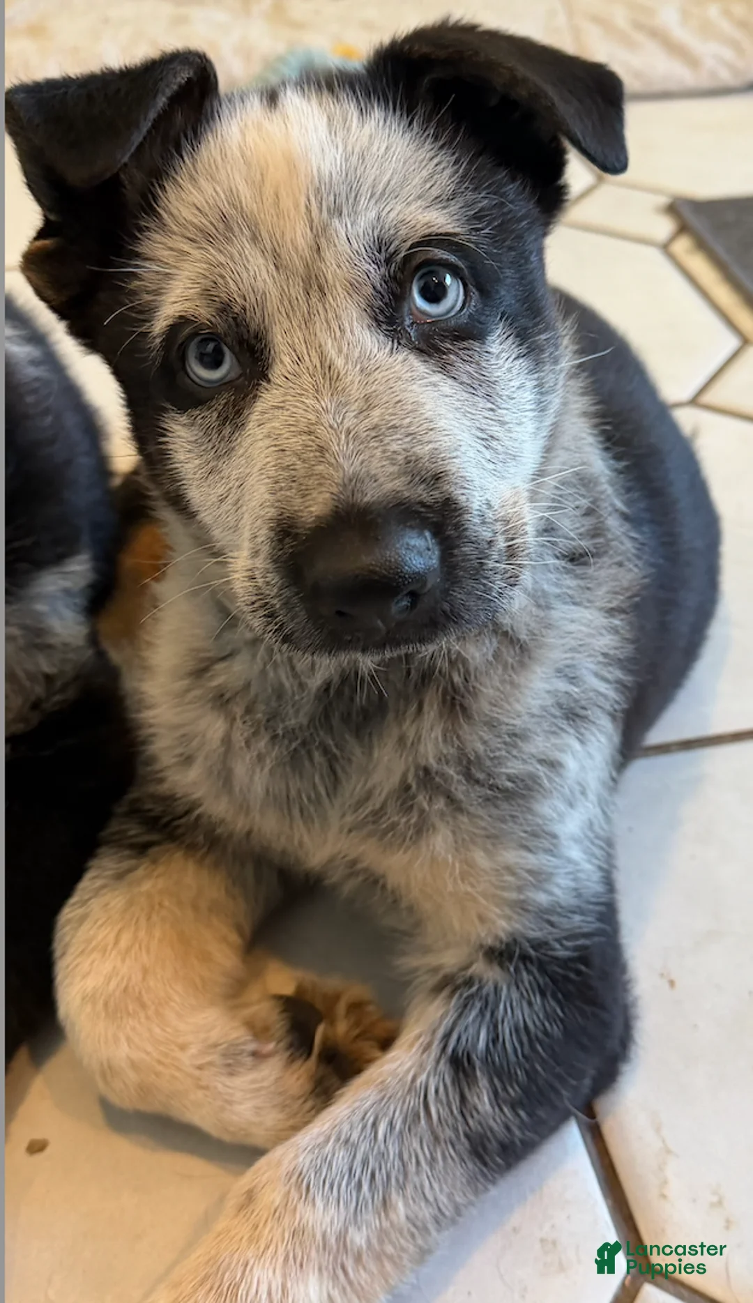 German Shepherd dogs for sale: Chica - German Shepherd Puppy  - Ad 1