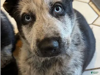 German Shepherd dogs Chica - German Shepherd Puppy - Ad 10