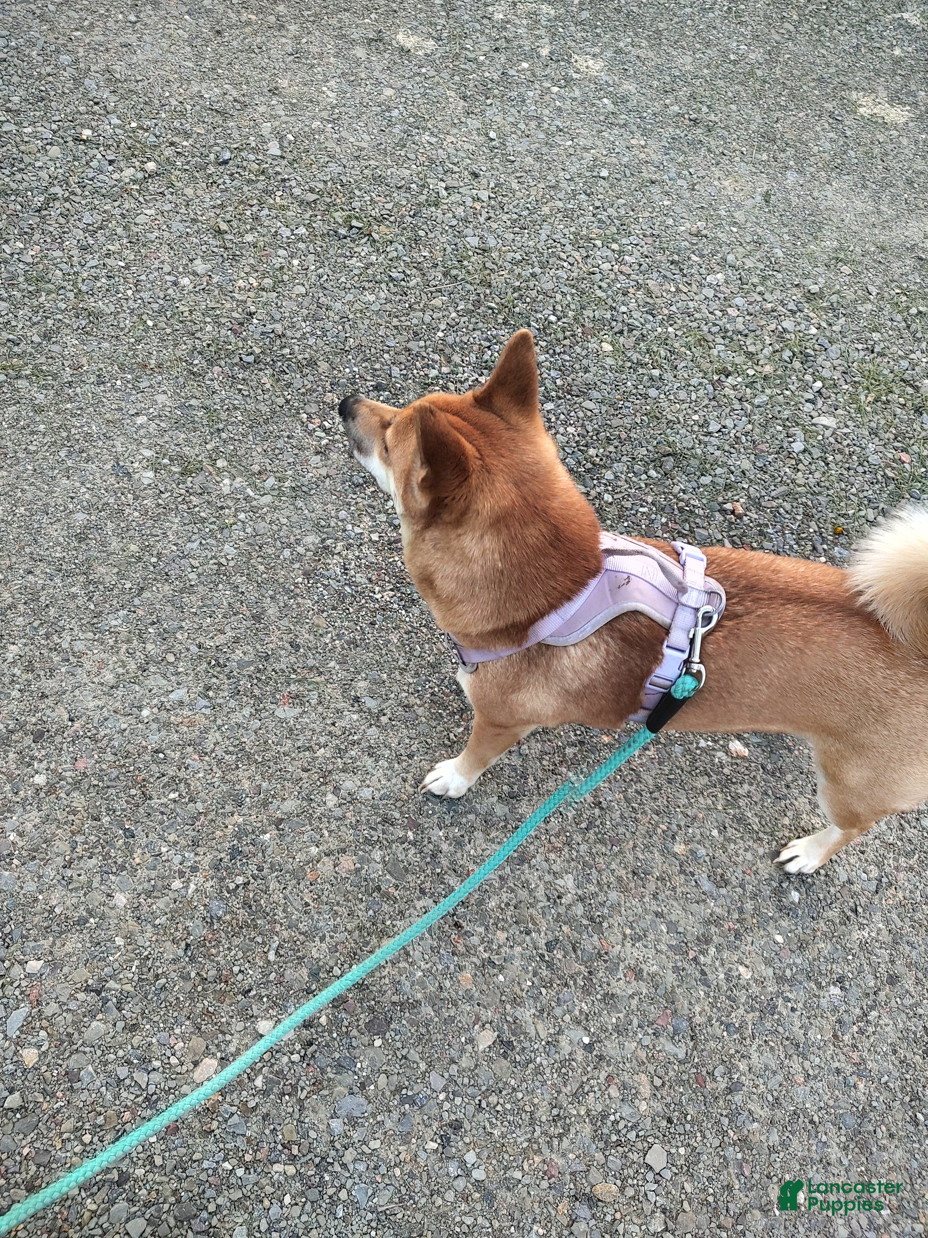 Shiba Inu dogs Shiba Inu Puppy 1 - Ad 1