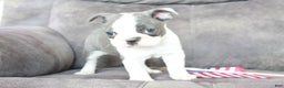 Frenchton dogs for sale: Frenchie  - Ad 4
