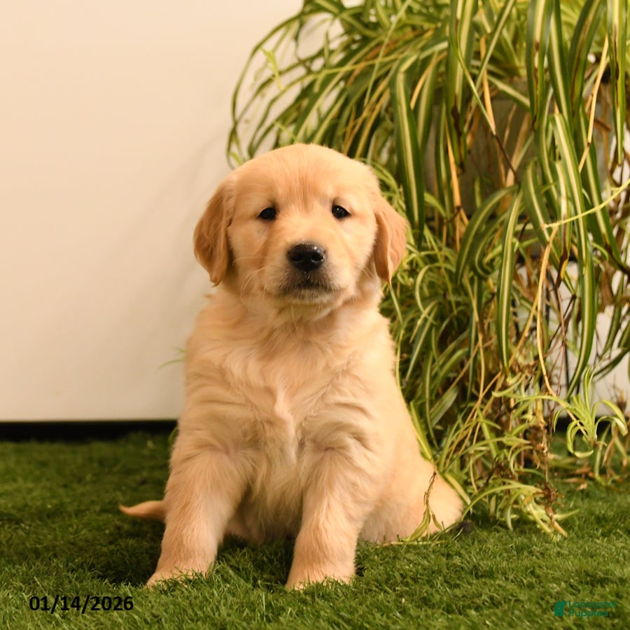 Golden Retriever dogs Max - Ad 39