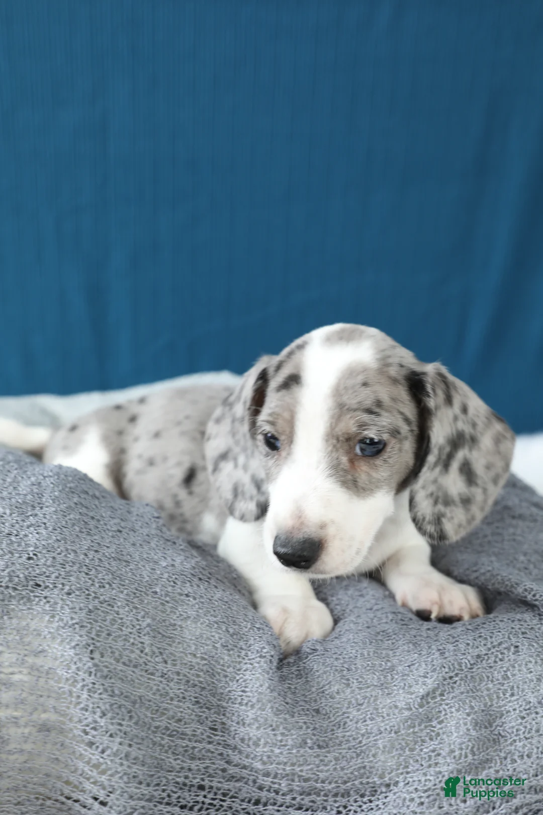 Miniature Dachshund dogs for sale: Domino - Ad 5