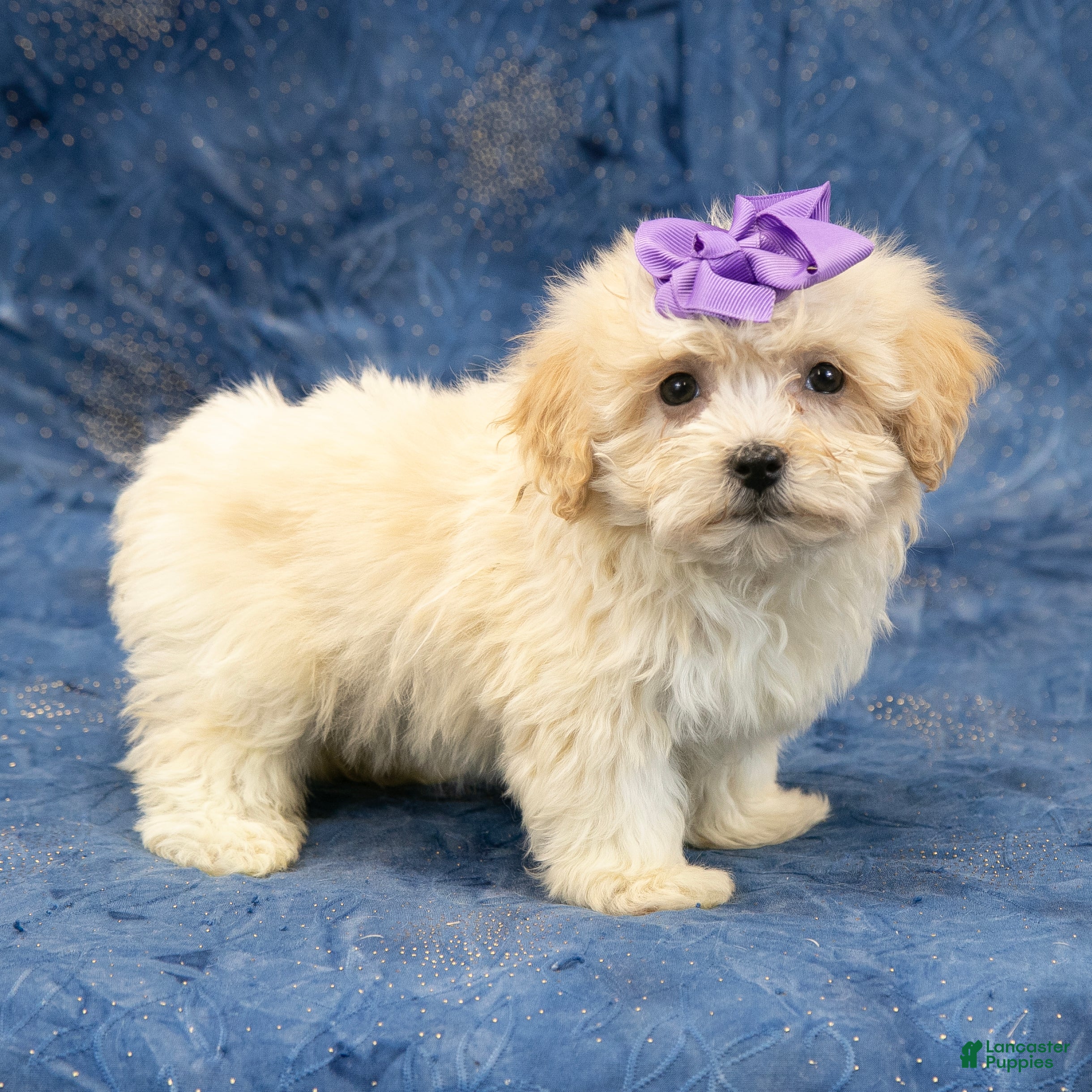 Havanese dogs Abby - Ad 2