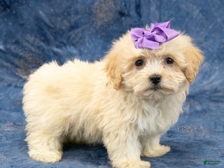 Havanese dogs Abby - Ad 4