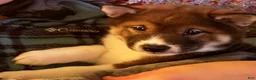 Shiba Inu dogs for sale: Touka  - Ad 13