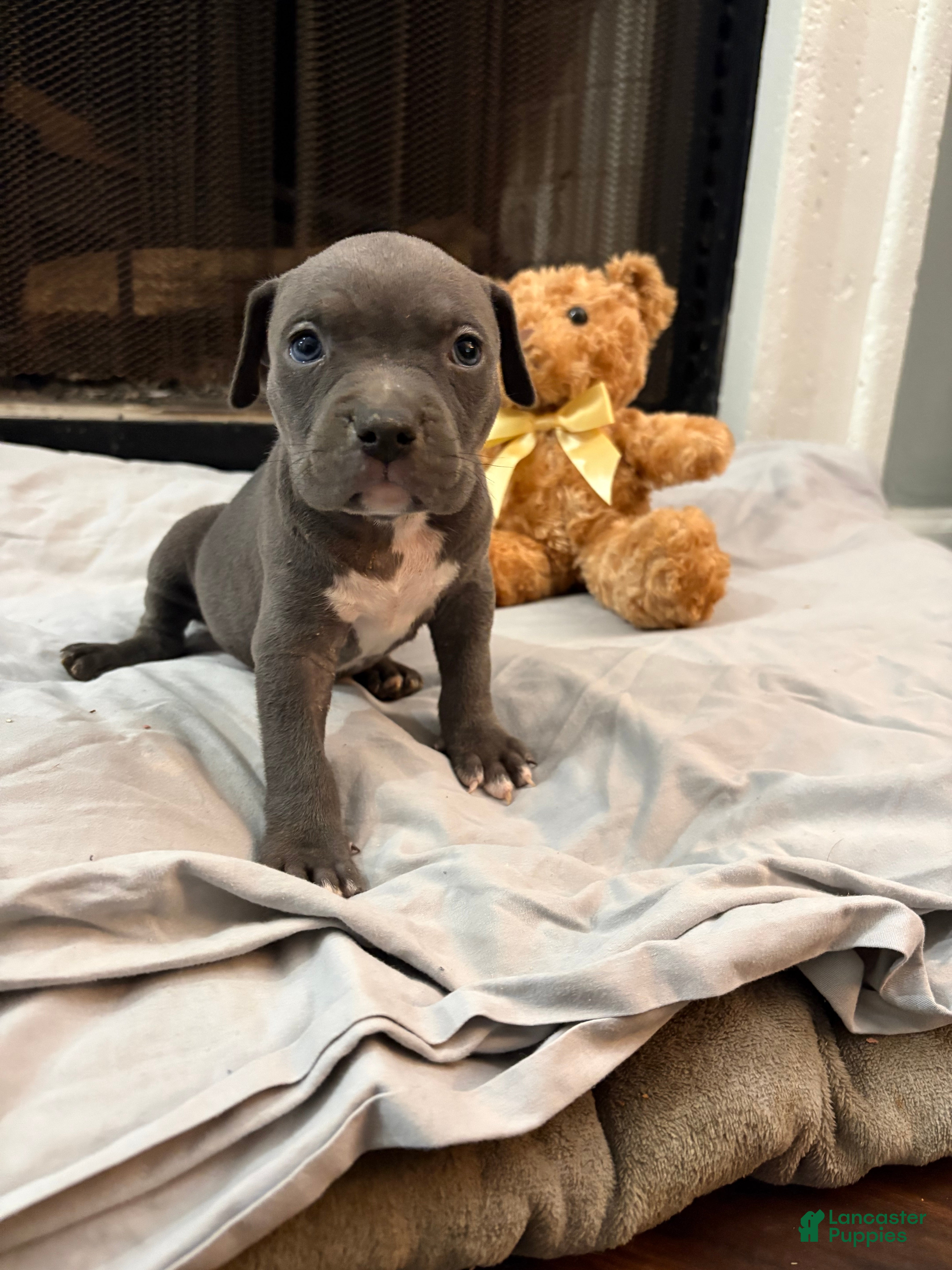 Mixed Breed dogs Pup 1  - Ad 33