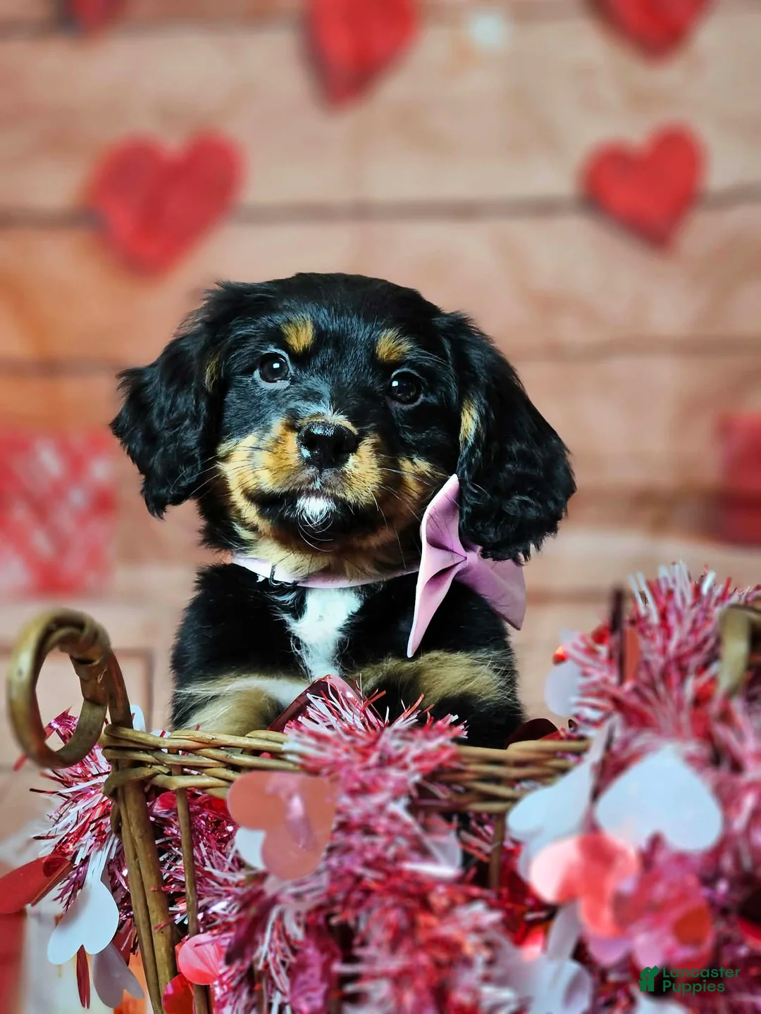 Miniature Bernese Mountain Dog dogs for sale: Scent trained boy Miniature Bernese Mountain Dog Puppy 1 - Ad 1