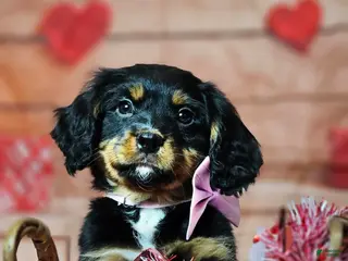 Miniature Bernese Mountain Dog dogs Scent trained boy Miniature Bernese Mountain Dog Puppy 1 - Ad 6