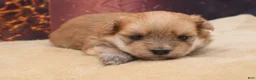 Morkie dogs for sale: Tanner - Ad 1
