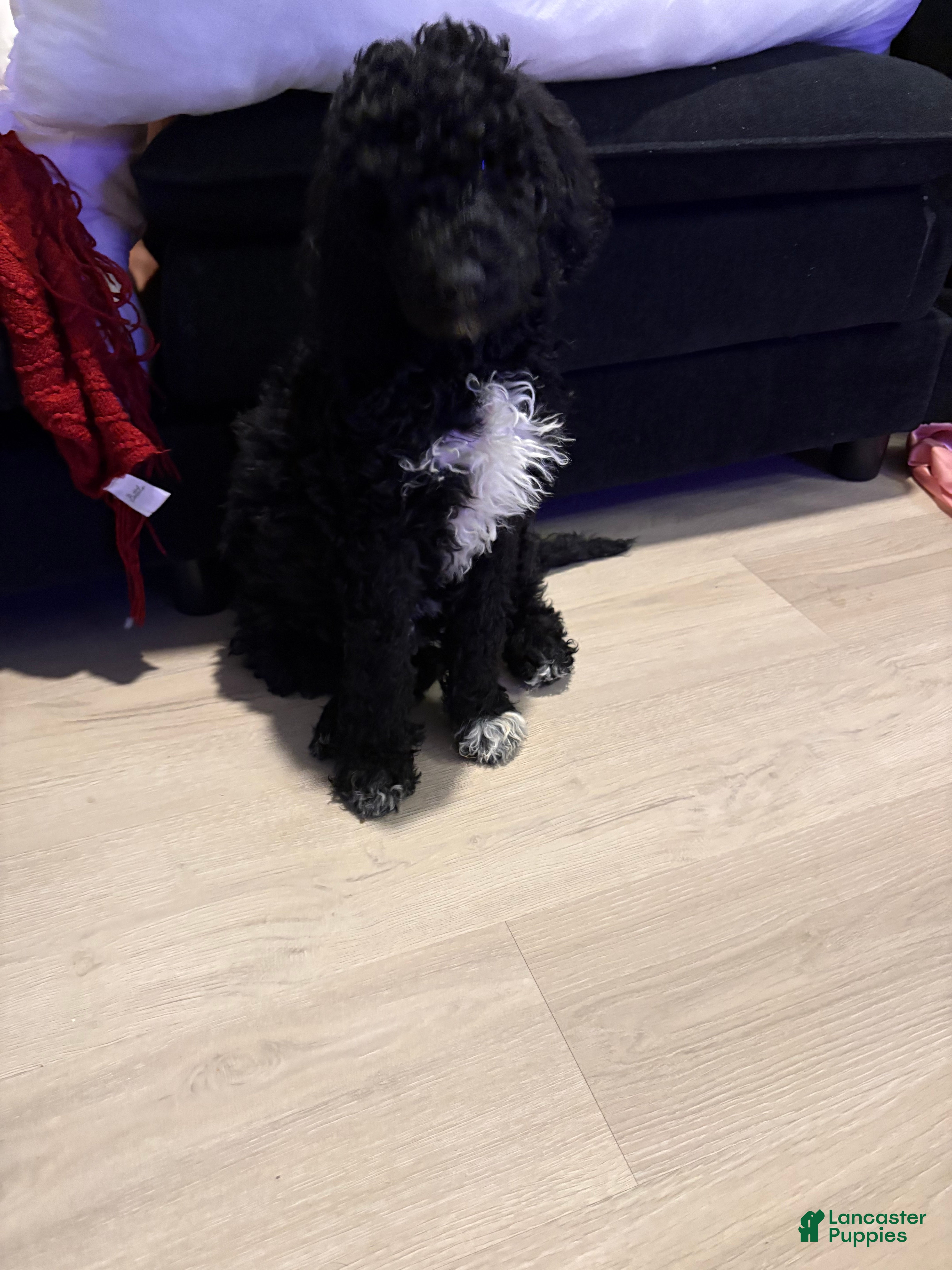 Goldendoodle dogs Goldendoodle Puppy 1 - Ad 27