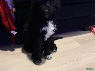 Goldendoodle dogs Goldendoodle Puppy 1 - Ad 27