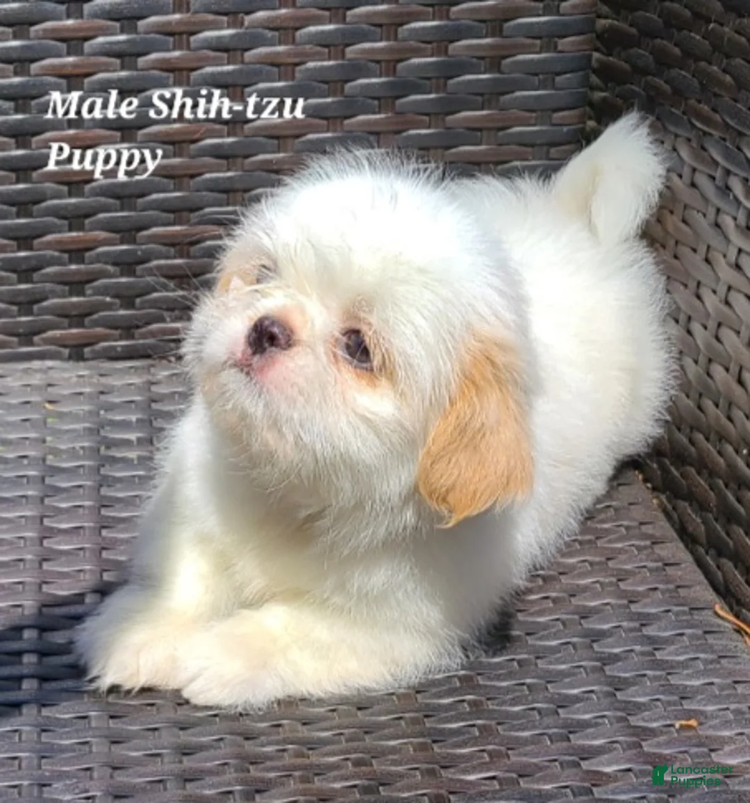 Shih Tzu dogs for sale: White & Cream Boy - Ad 1