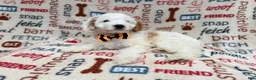 Cockapoo dogs for sale: Louie - Ad 5