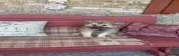 Pomsky dogs for sale: Ranger - Ad 5