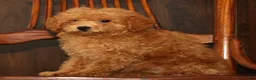 Miniature Poodle dogs for sale: Linda - Ad 8