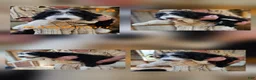Bernedoodle dogs for sale: Bernedoodle  - Ad 9