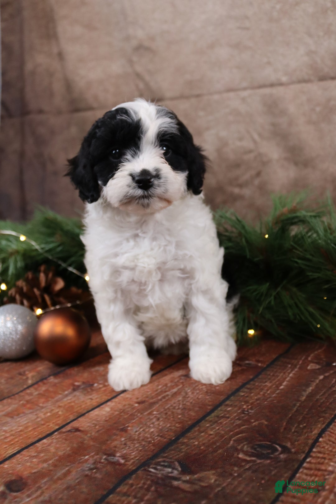 Cavapoo dogs for sale: Snockflake - Ad 3