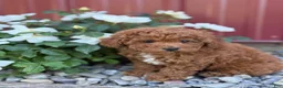 Toy Poodle dogs for sale: Pepper - Ad 16