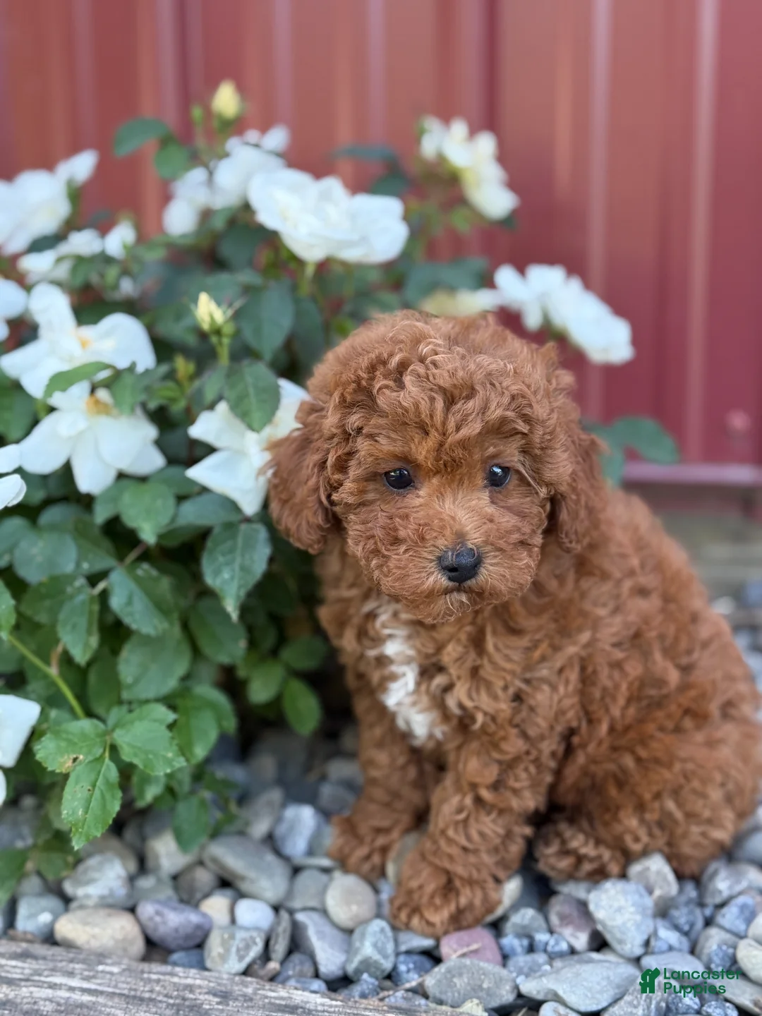 Toy Poodle dogs for sale: Pepper - Ad 16