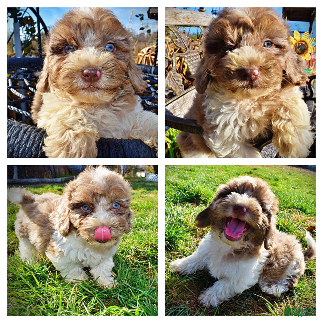 Havapoo dogs for sale: Patches - Ad 1