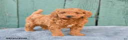 Mini Goldendoodle dogs for sale: Rosie - Ad 3