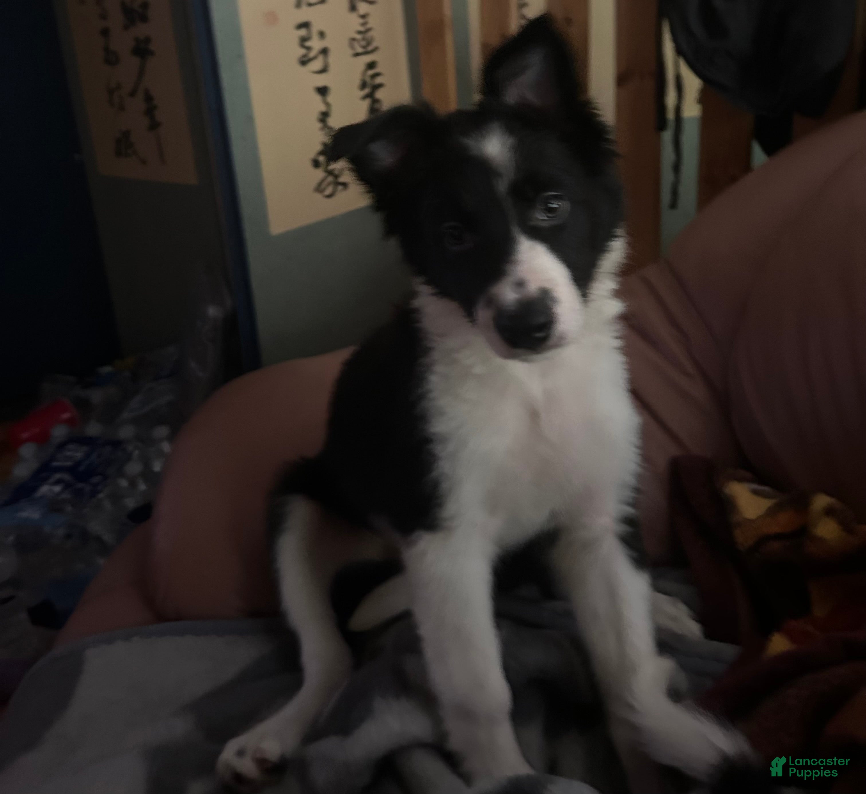 Border Collie dogs Jedi - Ad 2