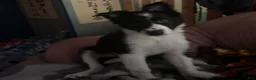 Border Collie dogs for sale: Jedi - Ad 4