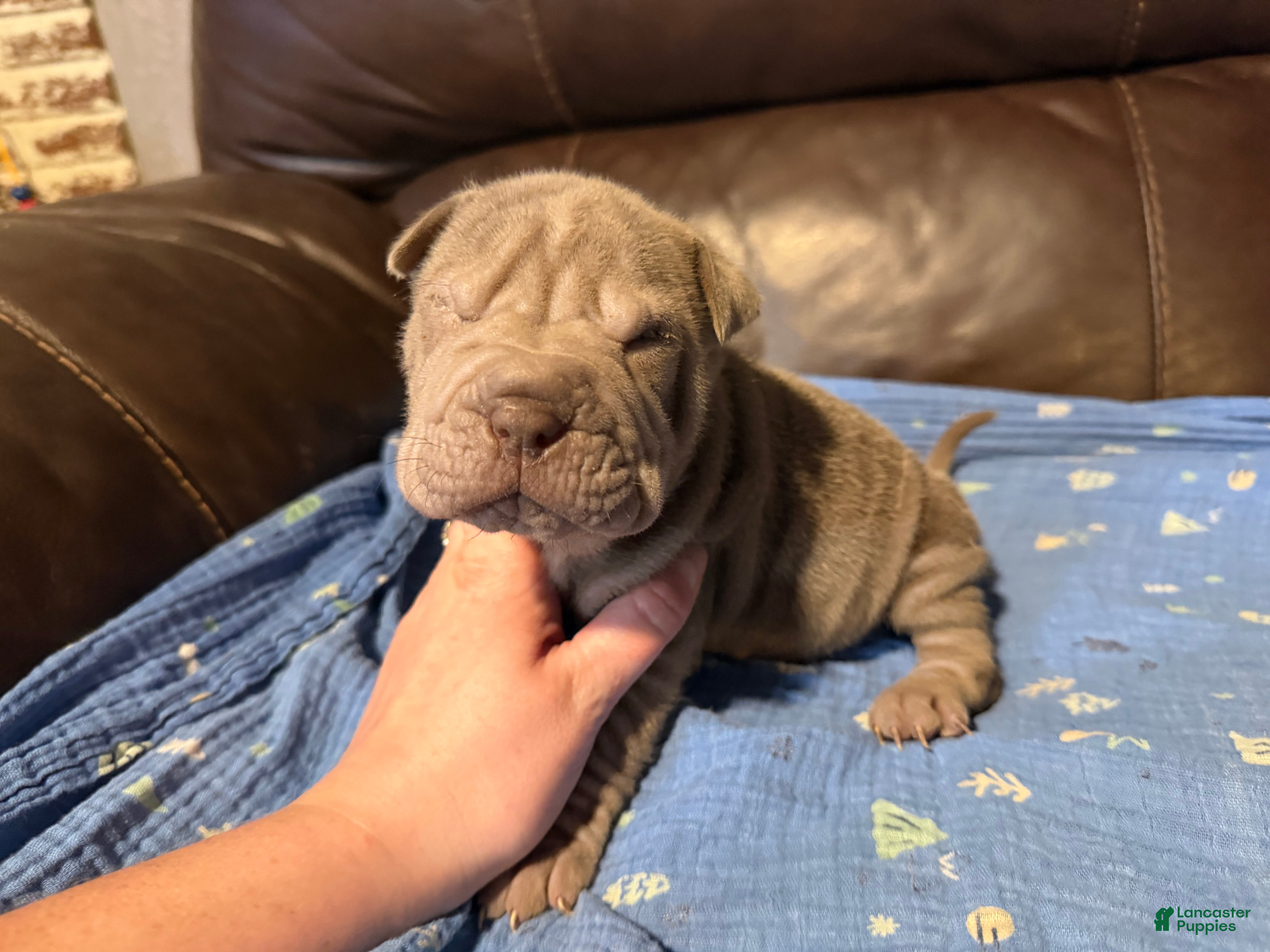 Shar Pei dogs for sale: Pistachio - Ad 2